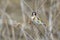 European goldfinch bird, Carduelis carduelis, perched eating seeds during Springtime season