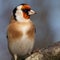 European goldfinch bird close up