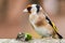 European goldfinch bird close up