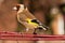 European goldfinch bird close up