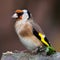 European goldfinch bird close up