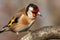 European goldfinch bird close up