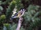 European goldfinch bird perched on a branch in a wooded area near coniferous trees