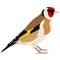 European goldfinch bird Vector illustration Isolated object