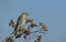 European Goldfinch on the burdock