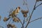 European Goldfinch on the burdock