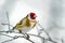 European Goldfinch (Carduelis carduelis)