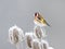 European Goldfinch (Carduelis carduelis)