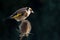 European Goldfinch Carduelis Carduelis