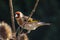 European Goldfinch Carduelis Carduelis