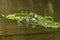 European Goldfinch (Carduelis carduelis) bathing in a small river in the UK