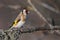 European Goldfinch Carduelis carduelis. A bird is sitting on a branch in the forest