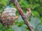 European Goldfinch - Carduelis carduelis collecting nest material.