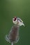 European Goldfinch (Carduelis carduelis) feeding