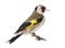 European Goldfinch, carduelis carduelis, perched on a branch