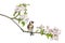 European Goldfinch, carduelis carduelis, perched on a flowering branch