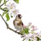 European Goldfinch, carduelis carduelis, perched on a flowering branch