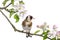 European Goldfinch, carduelis carduelis, perched on a flowering branch