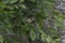 European goldfinch, Carduelis carduelis, perched on tree leaf feeding fledgling during june in scotland.