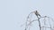 The European goldfinch Carduelis carduelis perching on top of a tree on a branch and looking at it. Blue sky