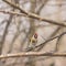 European goldfinch or Carduelis carduelis portrait on branch in winter close-up, selective focus, shallow DOF