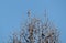 European goldfinch or Carduelis carduelis sitting on top of larch tree with bare branches against blue sky background