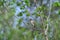 European goldfinch, carduelis carduelis, with twigs for the nest