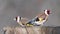 European Goldfinch carduelis carduelis on the winter bird feeder