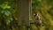 European Goldfinch eating seeds, sunflower hearts, from a wooden bird feeder in a British garden during summer