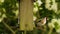 European Goldfinch eating seeds, sunflower hearts, from a wooden bird feeder in a British summer garden