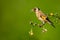 European Goldfinch eating wildflower seeds