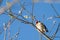 European Goldfinch enjoying the spring sunshine