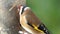 A European Goldfinch feeding at bird table in Ireland