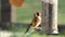 A European Goldfinch feeding at bird table in Ireland