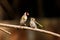 An European goldfinch feeding its fledgling