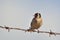 European Goldfinch, Greece