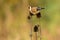 European Goldfinch looking for food on dry thistle