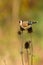 European Goldfinch looking for food on dry thistle