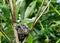 European goldfinch nest with chicks - London, UK