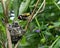 European goldfinch nest with chicks - London, UK