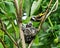 European goldfinch nest with chicks - London, UK