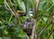 European goldfinch nest with chicks - London, UK