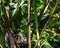 European goldfinch nest with chicks - London, UK