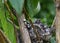 European goldfinch nest with chicks - London, UK