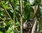 European goldfinch nest with chicks - London, UK