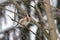 European goldfinch perching on a twig with blurred branches in background