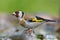 European goldfinch posing in full plumage beauty on some perch