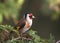 European goldfinch sitting on the branch of thuja tree