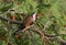 European goldfinch sitting on the branch of thuja tree