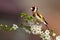 European goldfinch sitting on twig of tree with blossoming flowers in spring.